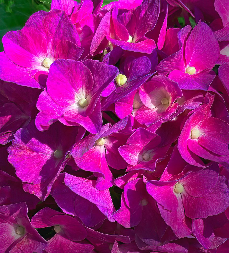 Hydrangea