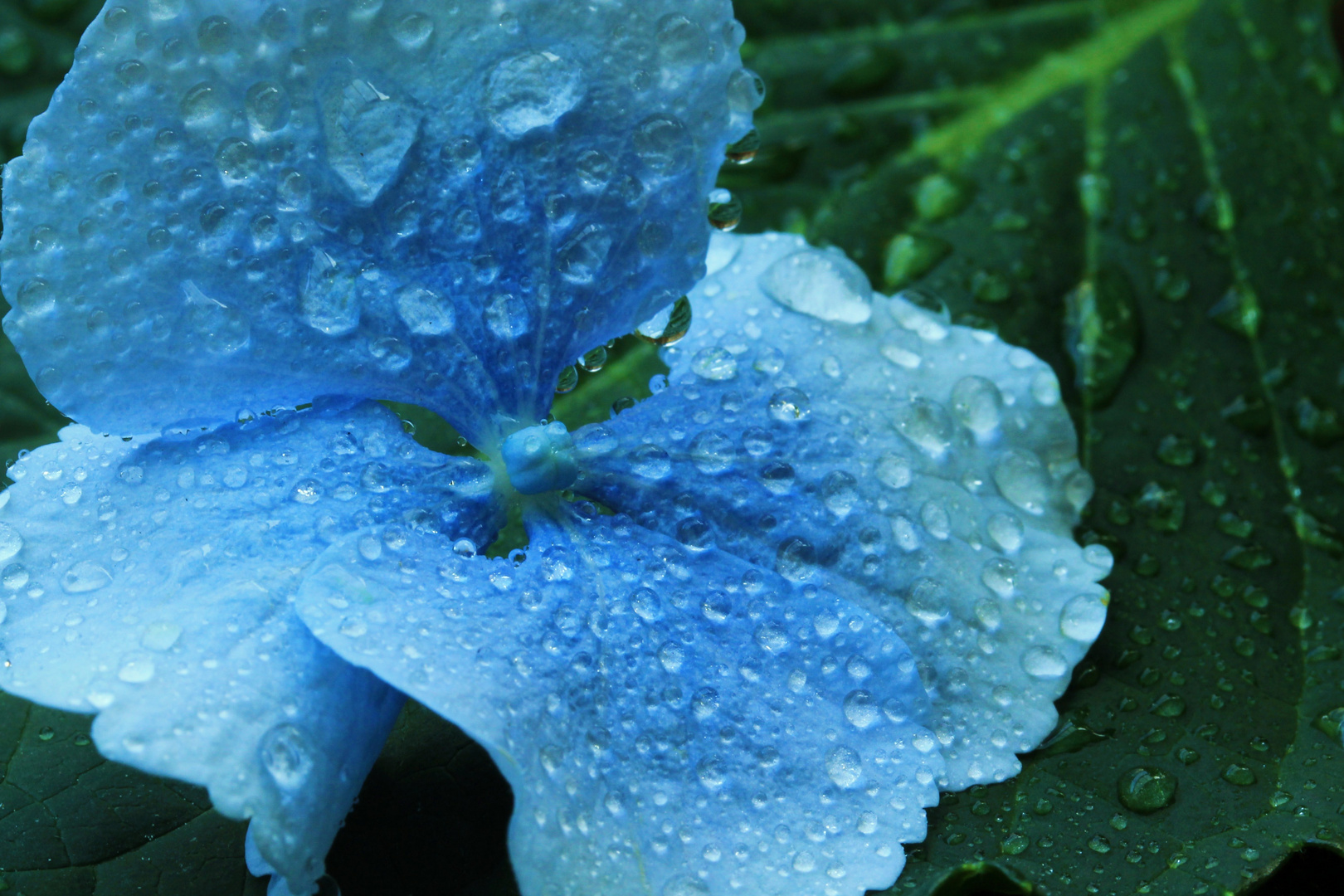 Hydrangea