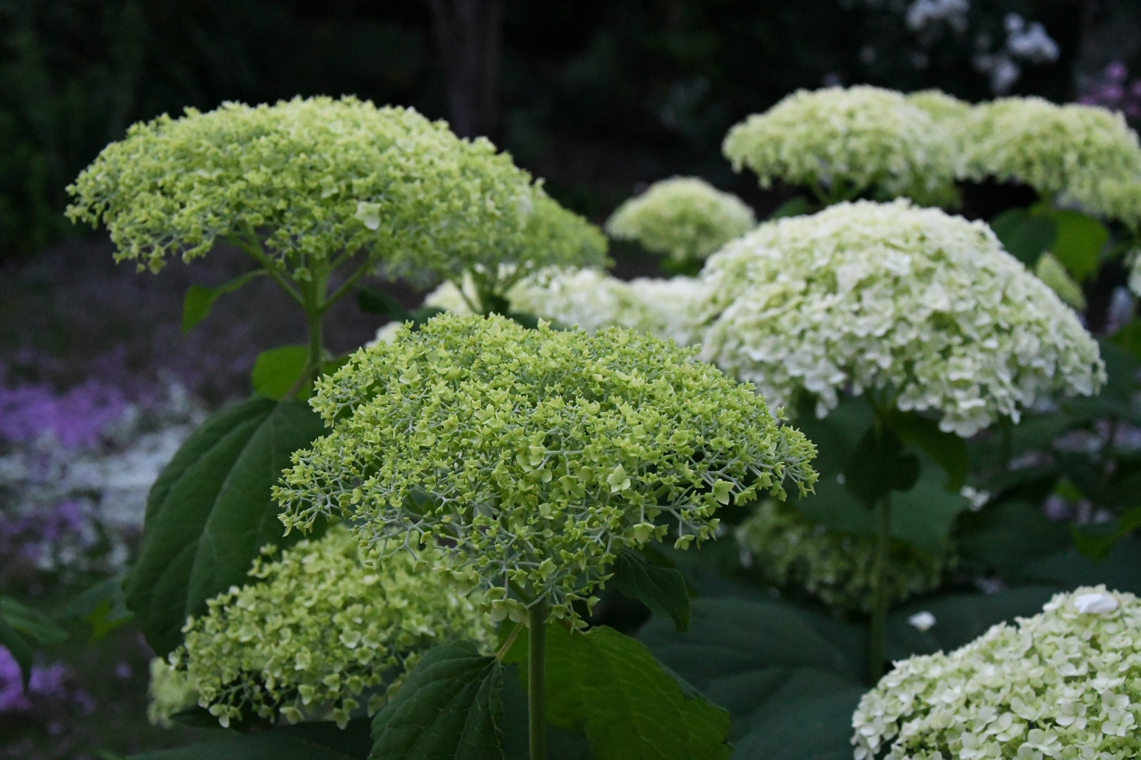 Hydrangea arborescens Grandiflora 