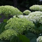 Hydrangea arborescens Grandiflora 