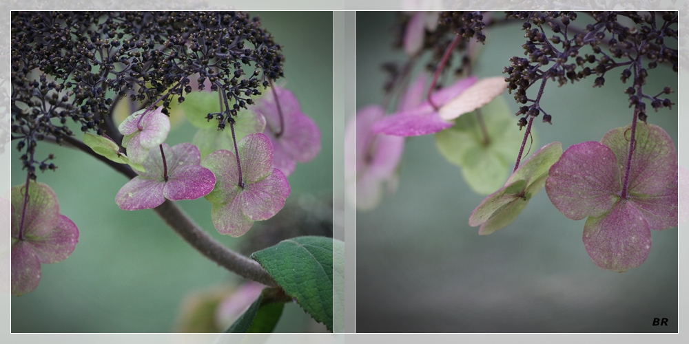 Hydrangea aspera