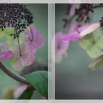 Hydrangea aspera