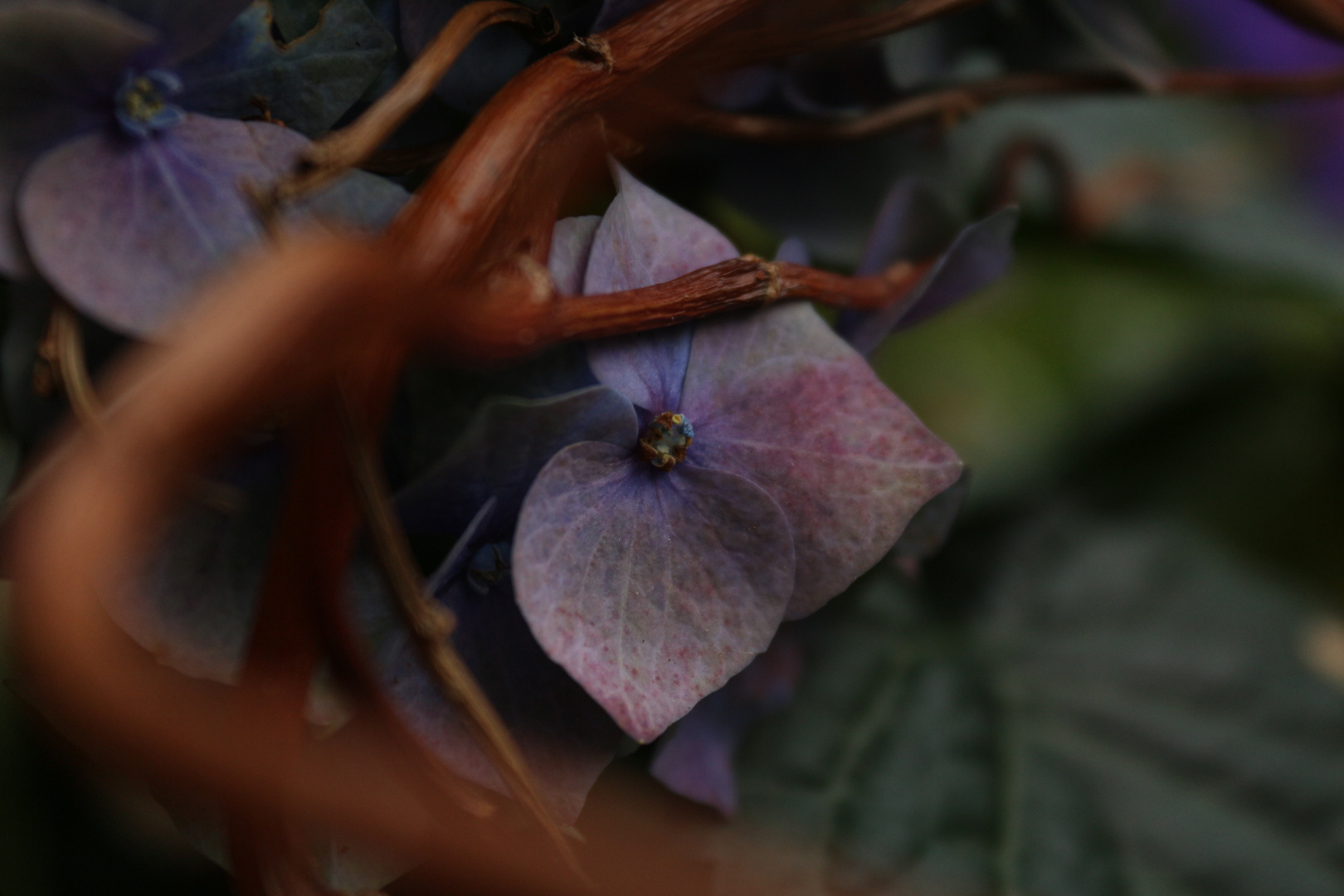 Hydrangea