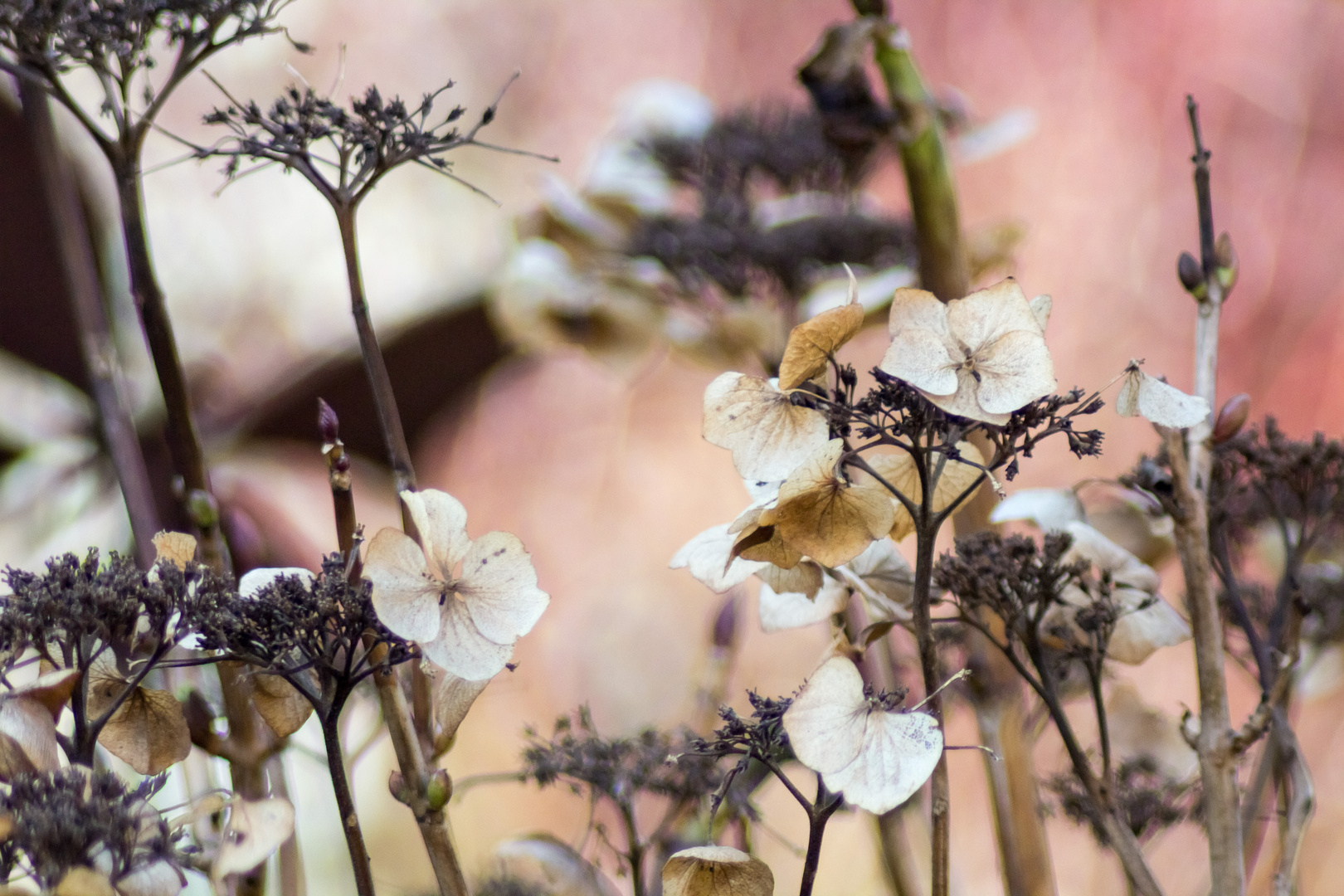 Hydrangea