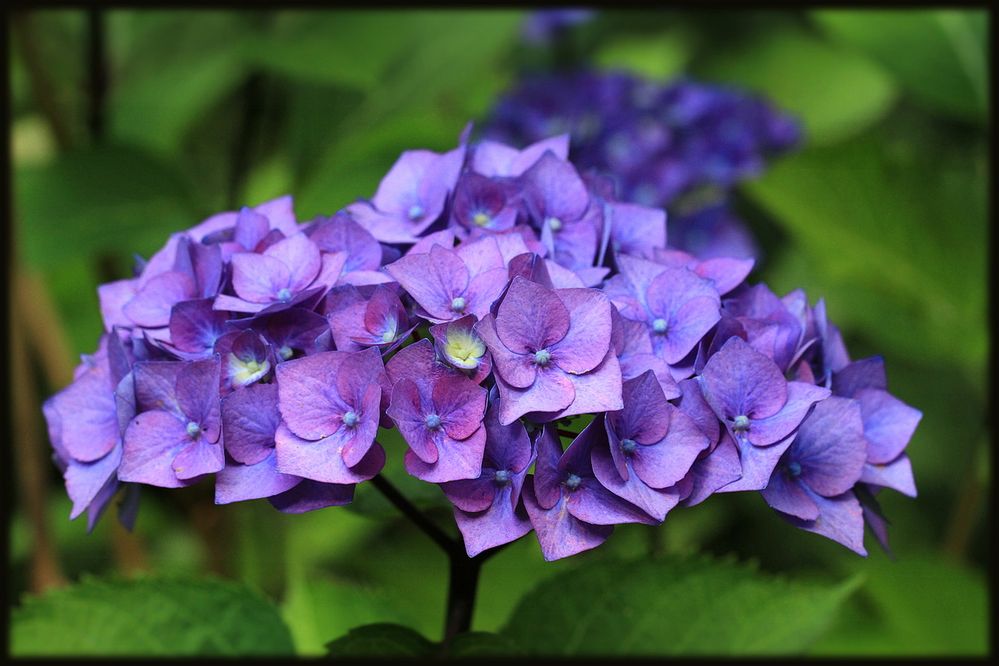 *Hydrangea*