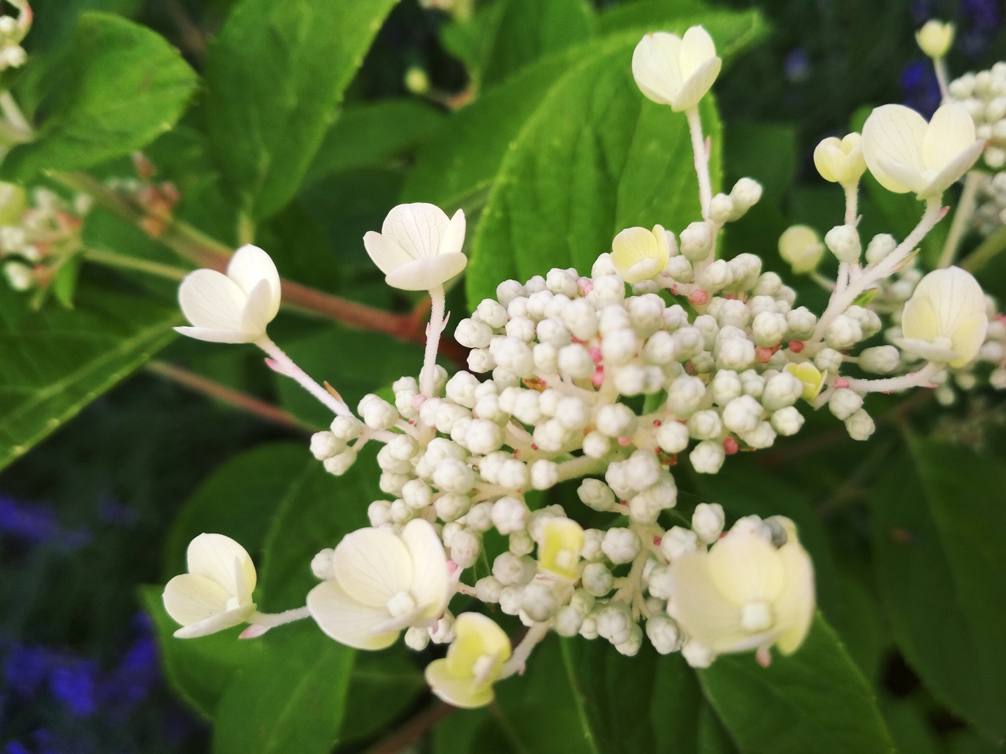 Hydrangea beige