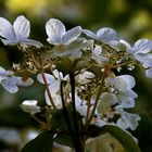 hydrangea blanc