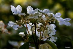 hydrangea blanc