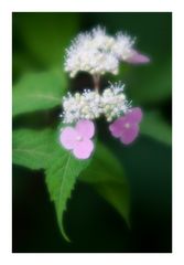 Hydrangea blooming time