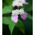 Hydrangea blooming time