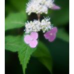 Hydrangea blooming time