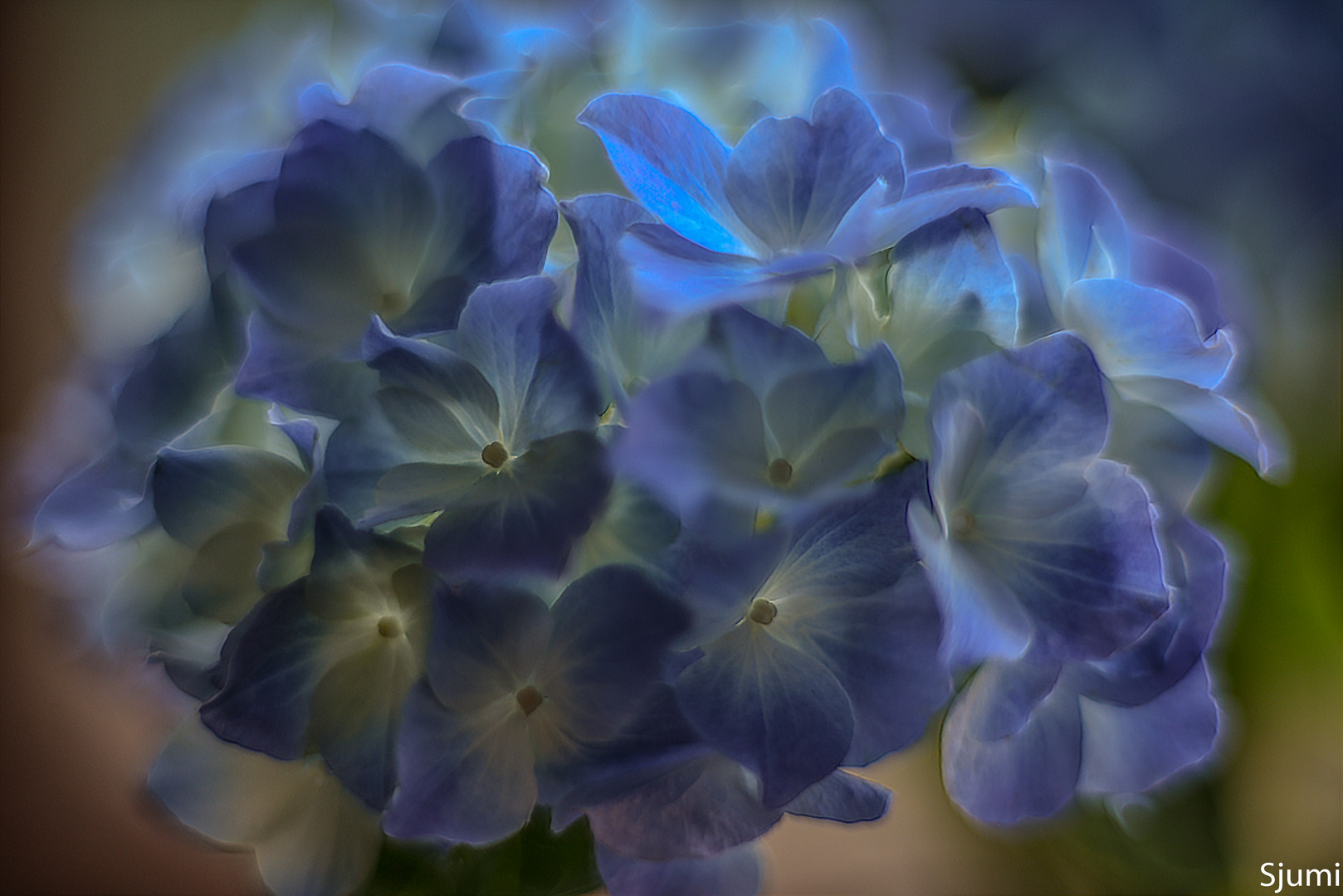 Hydrangea blossom magic