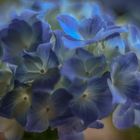 Hydrangea blossom magic