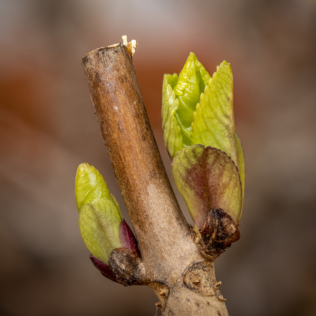 Hydrangea Buds