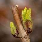 Hydrangea Buds