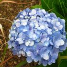 Hydrangea