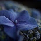 ... hydrangea ...