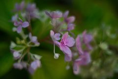 Hydrangea