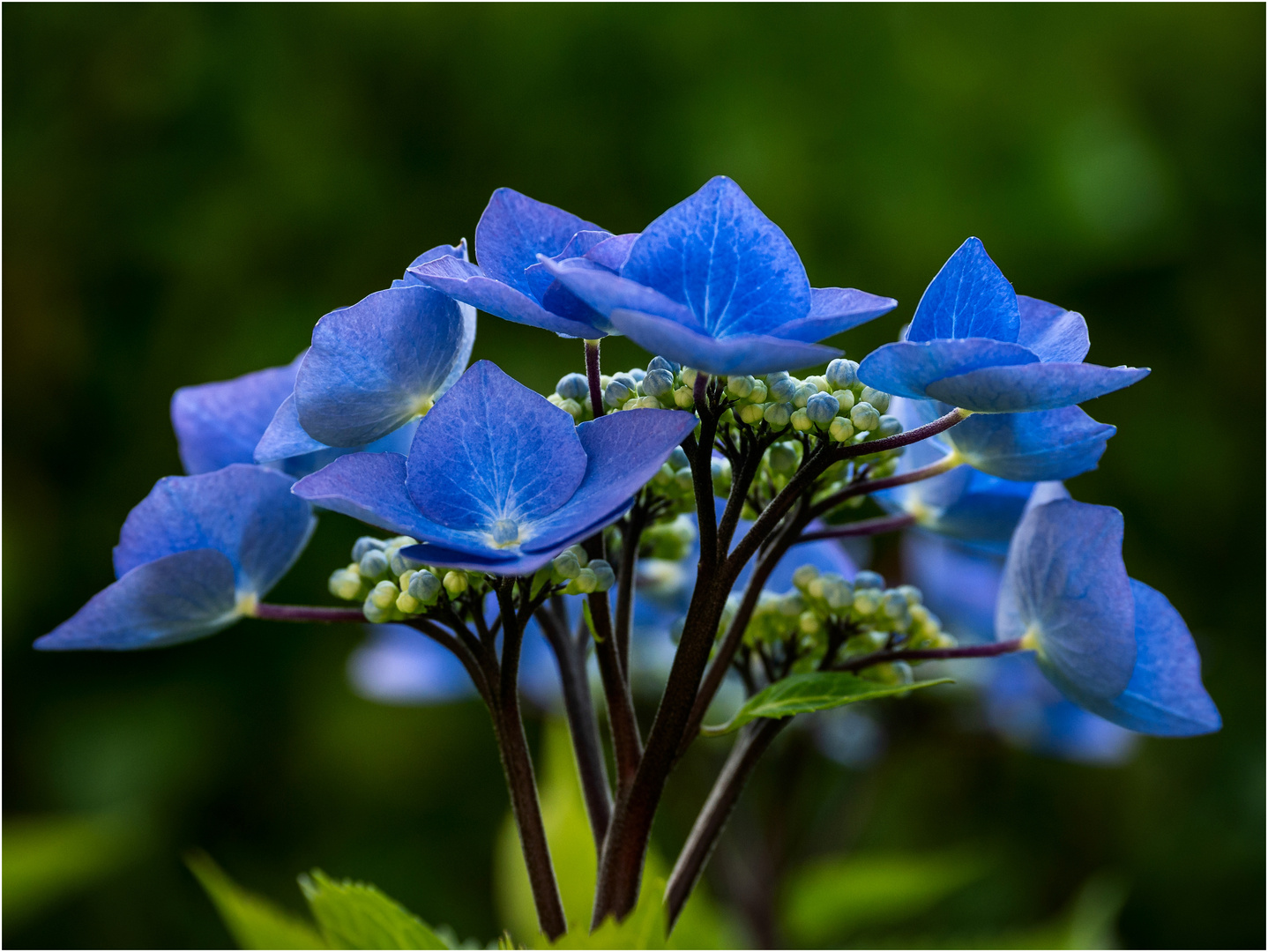 Hydrangea