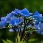 Hydrangea