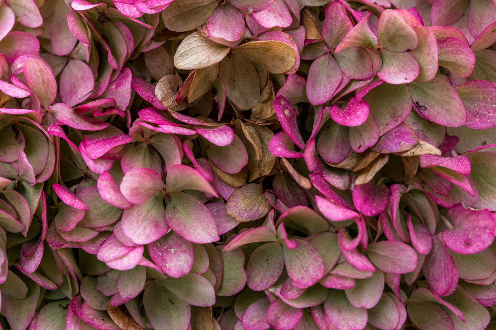 Hydrangea