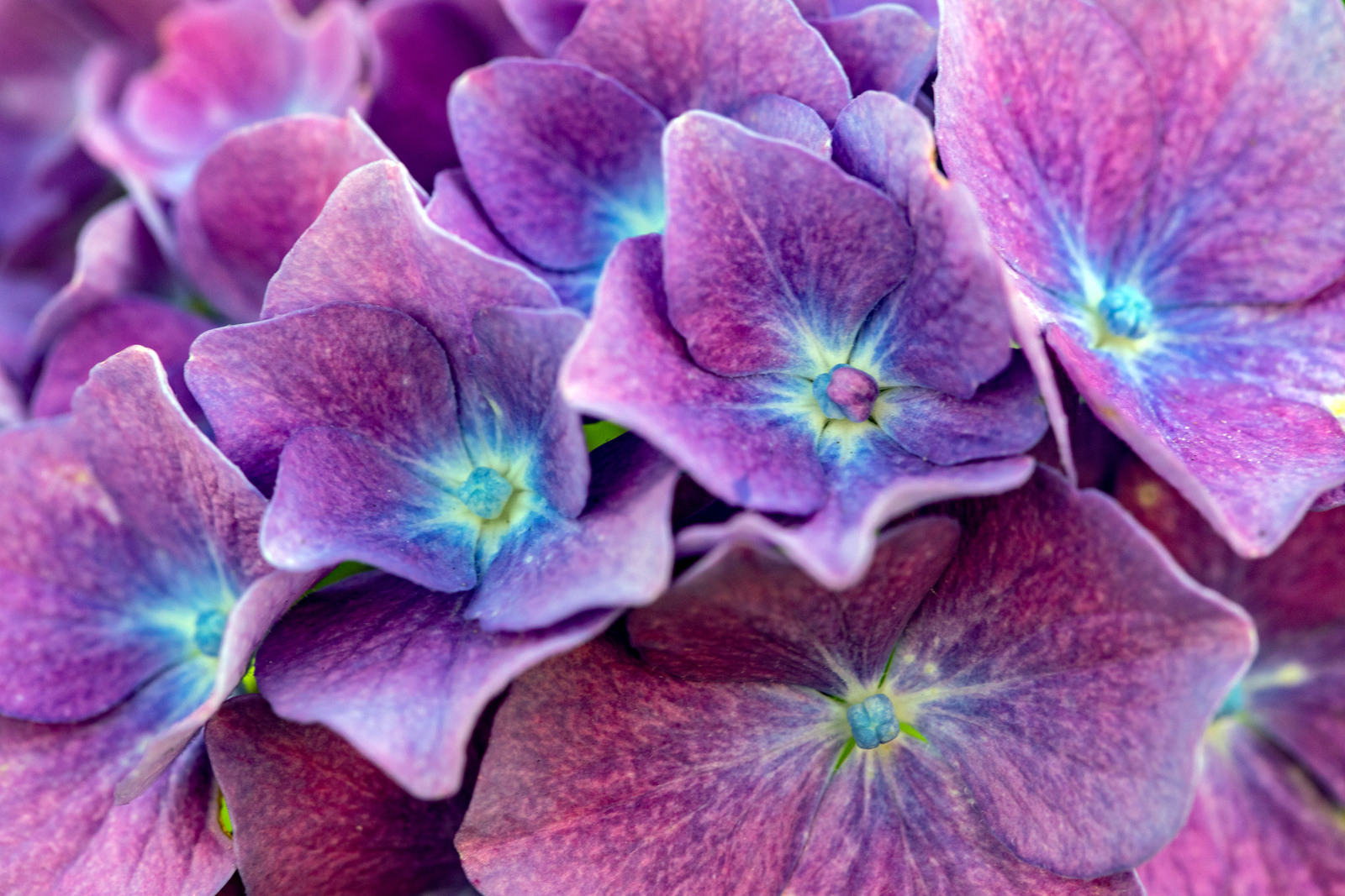 Hydrangea