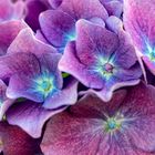 Hydrangea