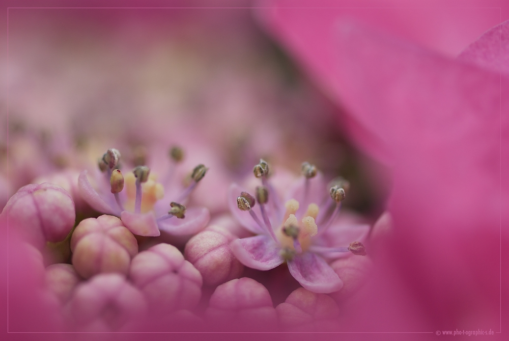 ... hydrangea details ...