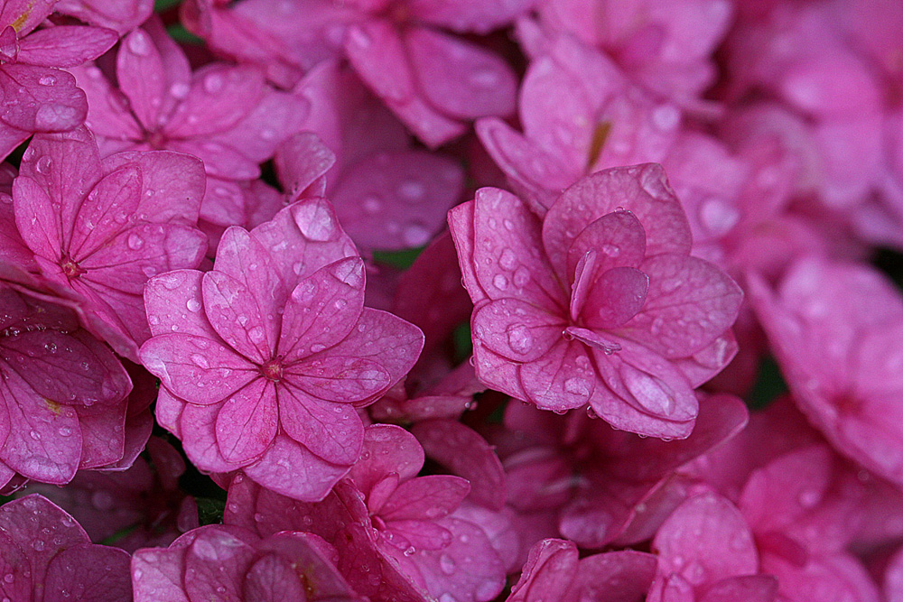 Hydrangea