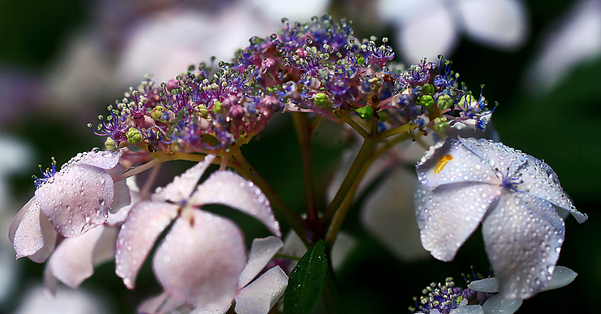 Hydrangea