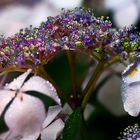 Hydrangea