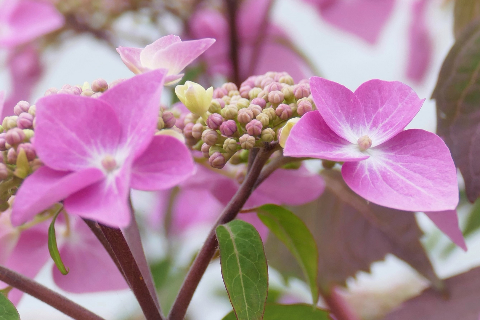 Hydrangea