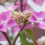 Hydrangea