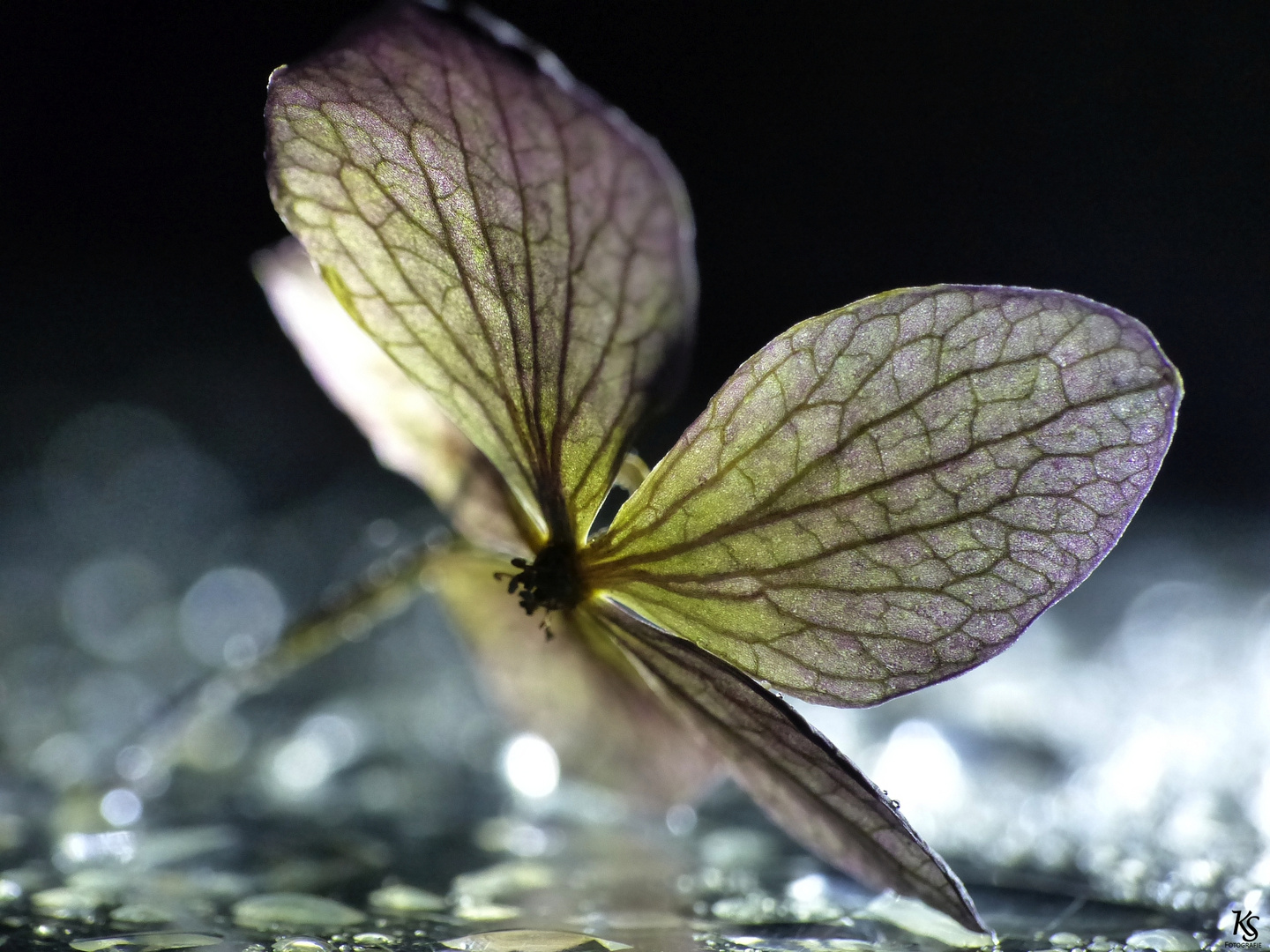 Hydrangea