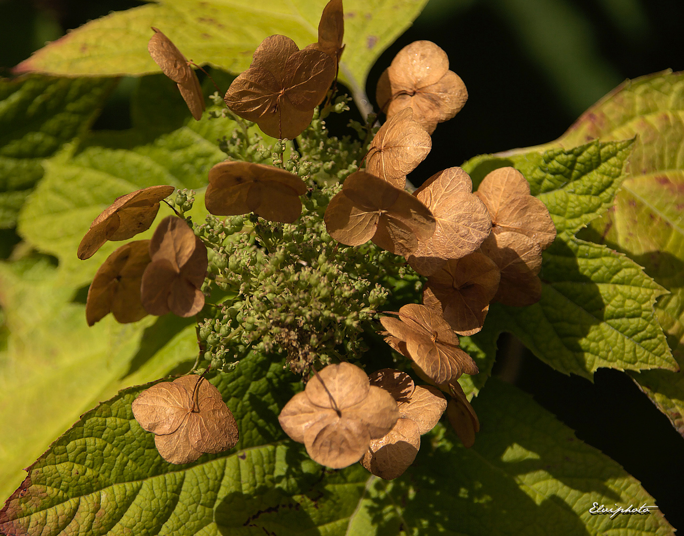 hydrangea fané