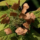 hydrangea fané