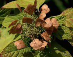 hydrangea fané