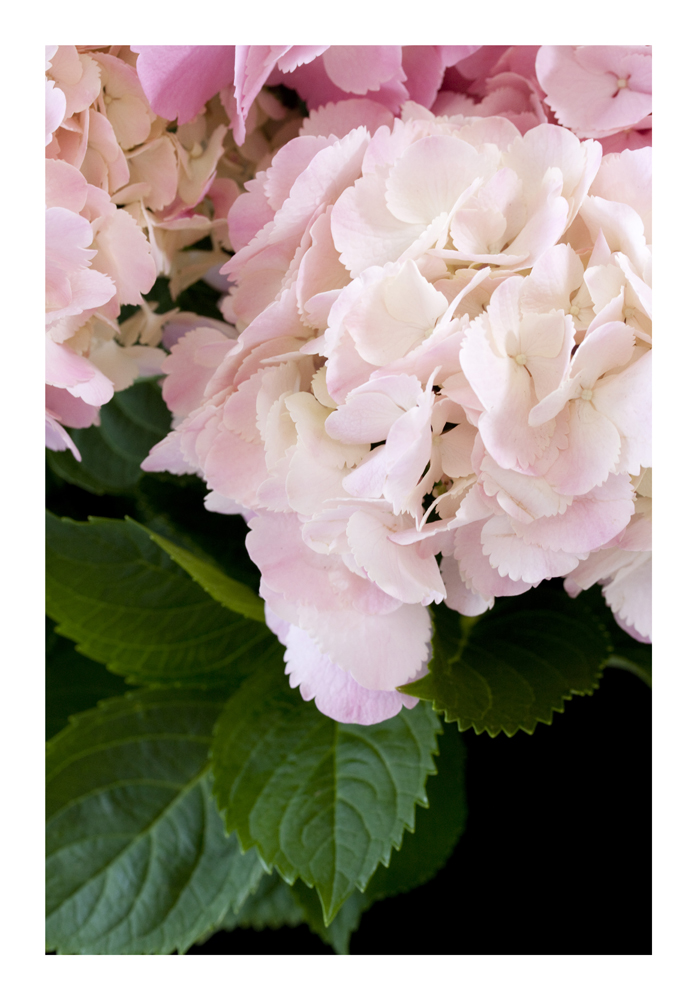 Hydrangea flowers