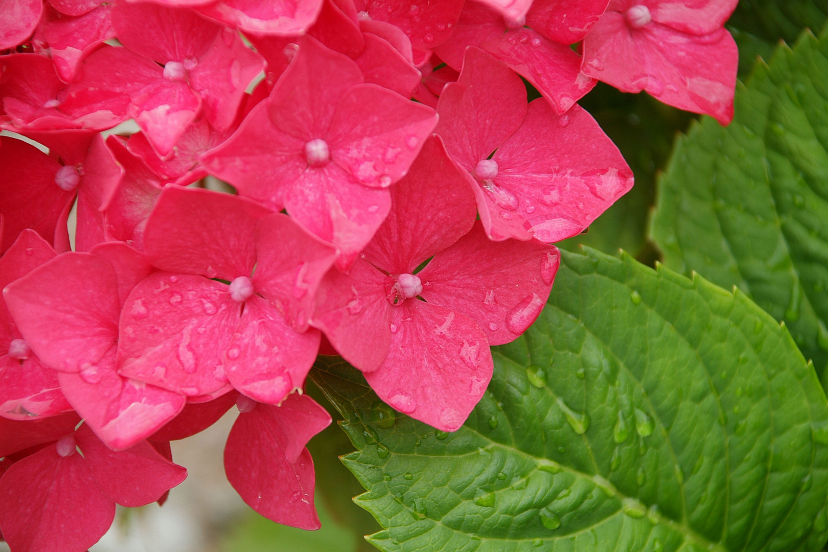 Hydrangea Hortensia