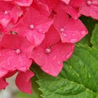 Hydrangea Hortensia