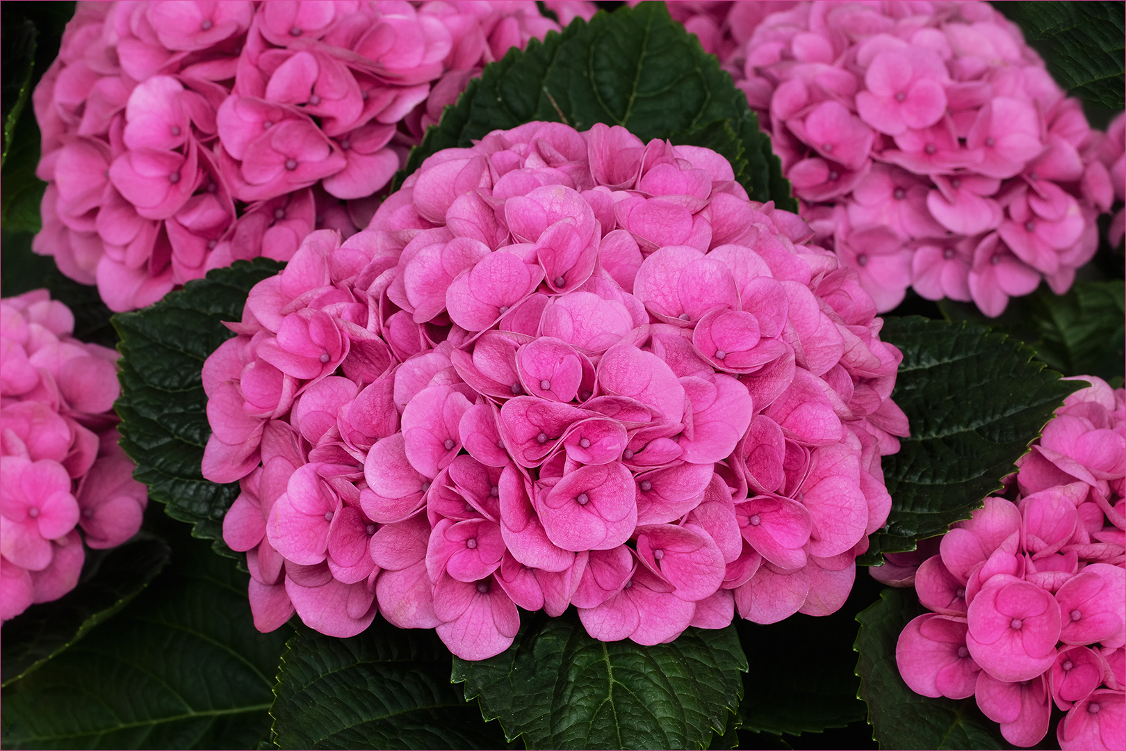 Hydrangea - Hortensie...