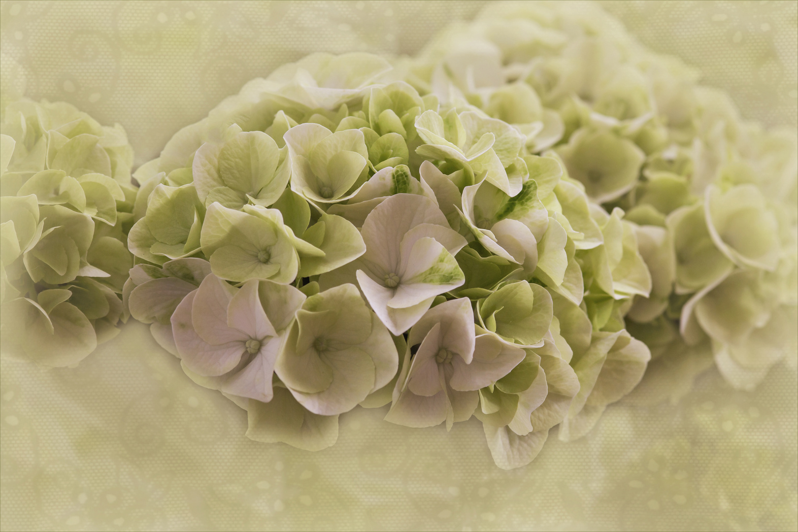 Hydrangea. ~ Hortensie....