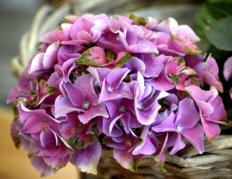 Hydrangea ( Hortensien )