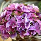 Hydrangea ( Hortensien )