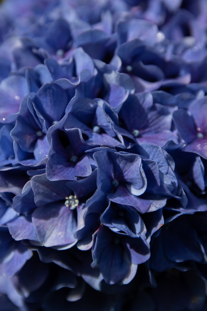 Hydrangea I