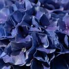 Hydrangea I