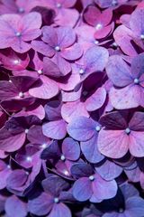 Hydrangea II