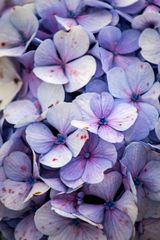 Hydrangea III