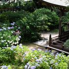 Hydrangea in full bloom