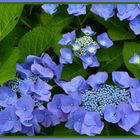 Hydrangea in medio septimanae